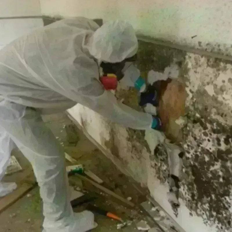 Mold Remediation and Removal in Burlington, WI